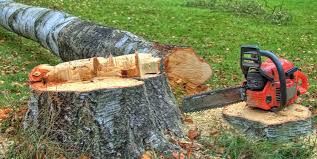 Best Tree Risk Assessment  in East Grand Forks, MN